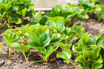 Strawberry leaves in garden