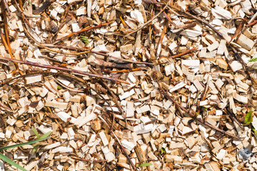 Texture (background) of sawdust 