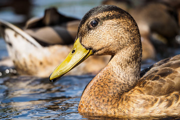 Mallard duck - close-up of a mallard duck on the water swimming in a pond. Portrait of a charming Mallard duck  with water droplets on his head.