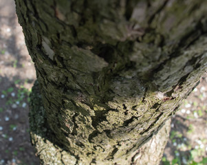 Cut a tree under the bark, tree circles on a cut