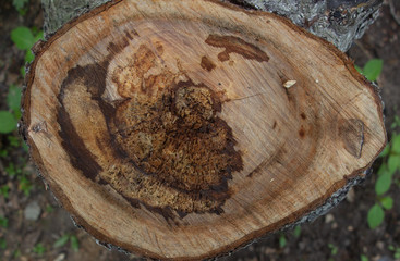 Cut a tree under the bark, tree circles on a cut