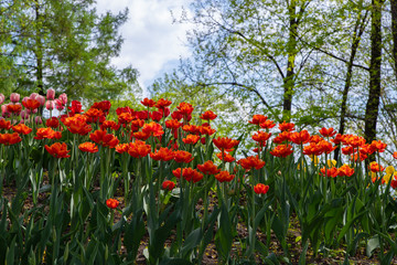 Fototapeta premium Many bright red tulips in the Park on a Sunny day