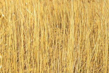 Dry yellow reed texture.