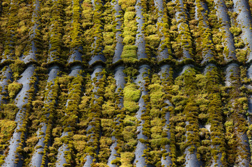 Green moss-covered slate roof of an old village house close-up