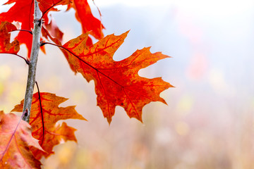 Bright orange leaves of red oak on a light blurry background in the fall_