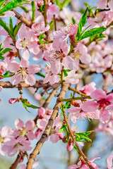 Fototapeta na wymiar blooming pink flowers peach branch in spring in the garden against the blue sky