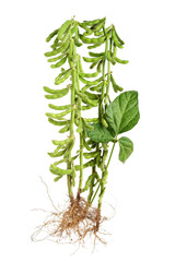 Fresh harvested soybean (edamame) plant isolated on white background