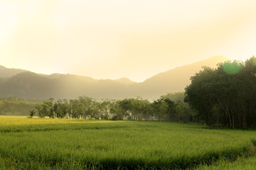 Naklejka premium Rice fields and mountains and morning light
