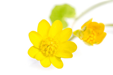 Fototapeta na wymiar yellow flowers isolated on white background