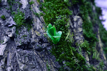 tree