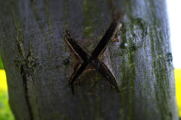 carved x on a treetrunk