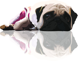 Sad Face of Pug dog staring straight, illustration vector graphic pop art isolated on white background - Pet vector drawing concept
