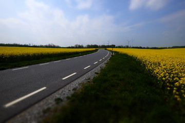 canola fields