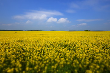 Fototapeta premium canola fields