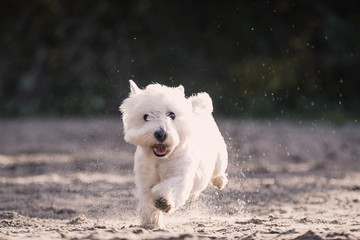 Hund, Strand, Terrier, Weiß, 