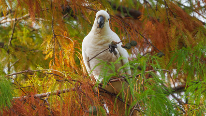 Australian Sulphur Crested Cockatoo