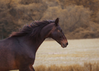 Pferd, Braun, Hannoveraner, galloppierendes Pferd, schönes Pferd, Natur © Annika