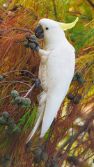 Australian Sulphur Crested Cockatoo