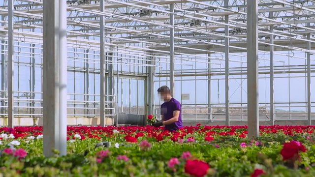 People work in the greenhouse. People care for geraniums in the greenhouse. Large modern greenhouse