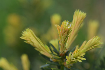 water drop on the plant in the garden
