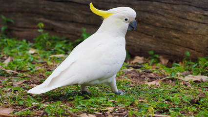 Australian Cockatoo