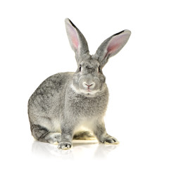 grey rabbit on a white background