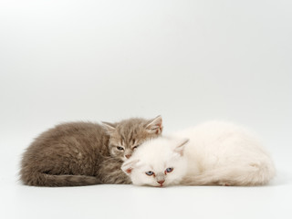 Naklejka na ściany i meble little funny kittens on a white background