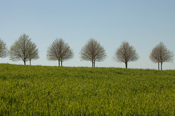 Fototapeta premium tree on the horizon
