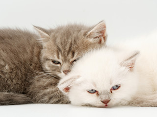 little funny kittens on a white background