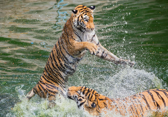 Fototapeta na wymiar Asian tiger playing water to relieve heat.