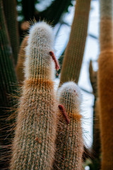 acanthocereus tetragonus cactus