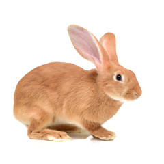 Obraz premium rabbit on a white background