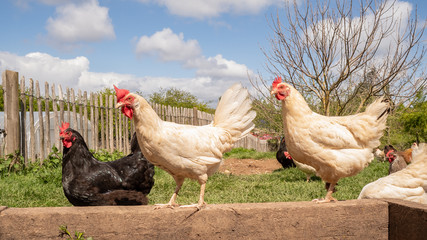 rooster and hens