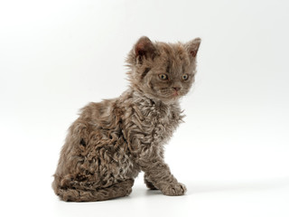 little funny kittens on a white background