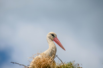 White stork (Ciconia ciconia) in the nest against  blue sky.
