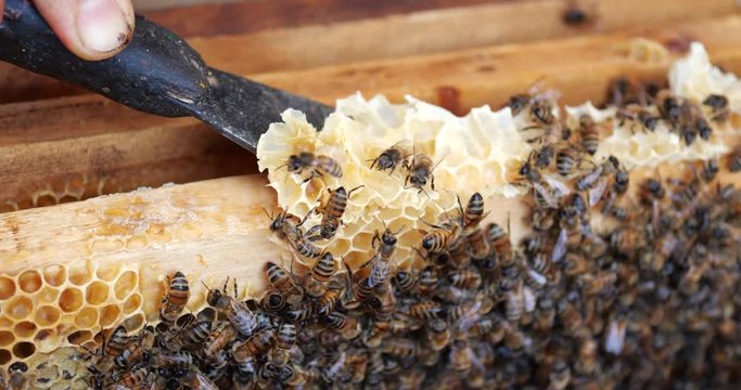 Frames of a bee hive. Beekeeper harvesting honey. Beekeeper Inspecting Bee Hive.