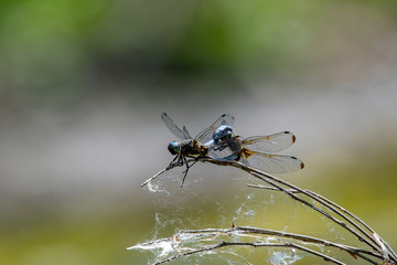 Libellula fulva - Scarce Chaser. Azure-blue dragonfly resting