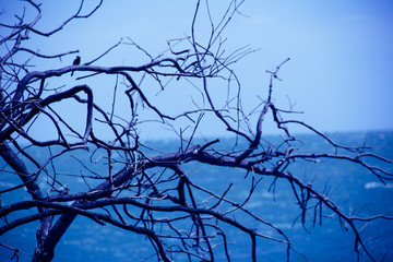 Tree branch with sea and blue sky at background