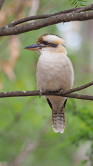 Kookaburra