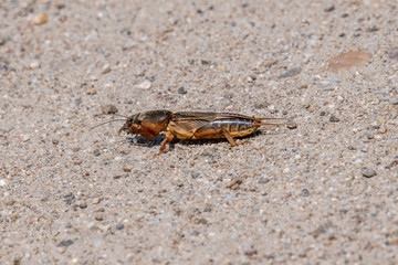 Mole Cricket Gryllotalpa gryllotalpa on the street