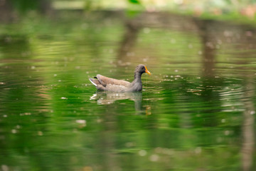 Beautiful Purple Swamphen