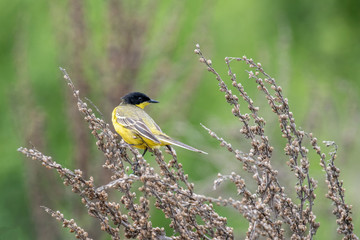 Black headed yellow wagtail (motacilla flava) in natural habitat