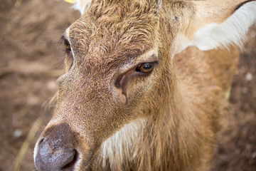Fototapeta premium Wildlife of deer in nature.