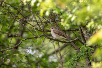 Spotted Flycatcher ( Muscicapa striata) sitting on the branch in the forest