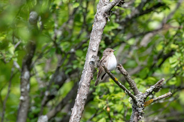 Spotted Flycatcher ( Muscicapa striata) sitting on the branch in the forest.