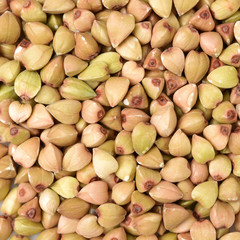 Buckwheat texture high-quality photograph of premium buckwheat groats