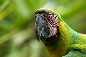 Beautiful Macaw bird