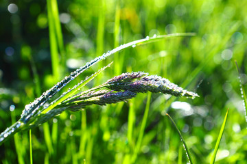 Juicy green grass on a meadow of droplets of water in dew in the morning light in spring summer outdoors macro macro, Beautiful artistic image of purity and freshness of nature, Beautiful side, small 