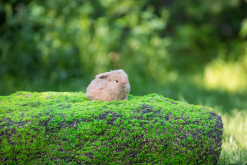 funny brown bunny on a green little hill