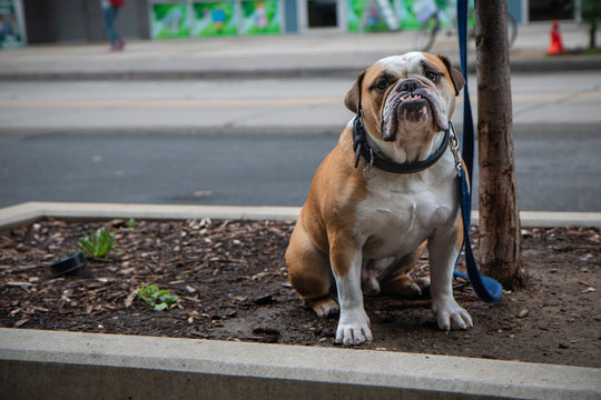 An adorable ugly British Bulldog with an underbite waiting for it's owner on a busy American street sidewalk curb
